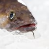 Icelandic Summer-spawning Herring-, Ling- and Tusk fisheries IRFM certified
